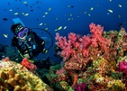 Cinnamon Velifushi Maldives Домашний Риф При Отеле  