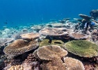Eri Maldives (Ex. Eriyadu Island Resort)