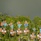 Banyan Tree Phuket