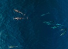 Avani+ Fares Maldives