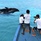 Cocoon Maldives Дельфины На Мальдивах