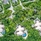 Sirru Fen Fushi (Ex.Fairmont)