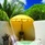Ozen Life Maadhoo