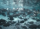 Meyyafushi Maldives