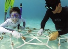 Four Seasons Resort Maldives At Landaa Giraavaru Дайвинг