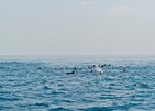 Ozen Reserve Bolifushi
