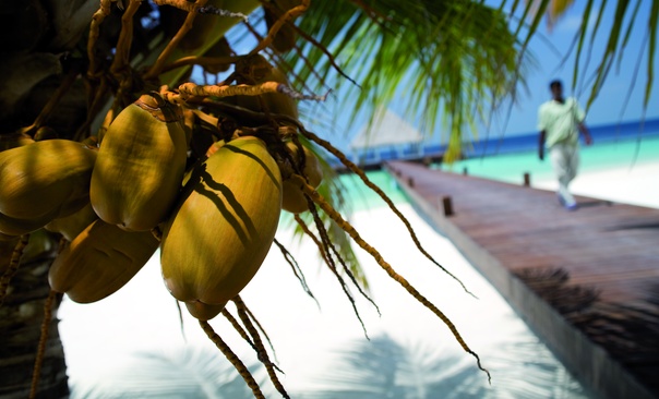 Coco Bodu Hithi Кокосовые Пальмы На Мальдивах