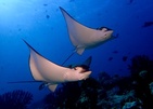 Eri Maldives (Ex. Eriyadu Island Resort)