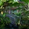 Le Duc De Praslin Hotel & Villas