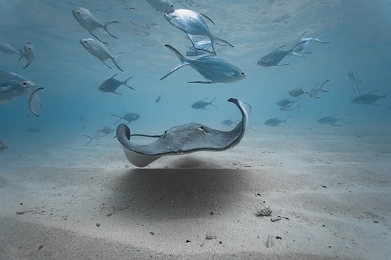 Meyyafushi Maldives