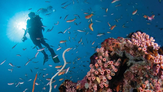 Four Seasons Resort Maldives At Landaa Giraavaru Подводный Мир