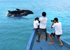 Cocoon Maldives Дельфины На Мальдивах