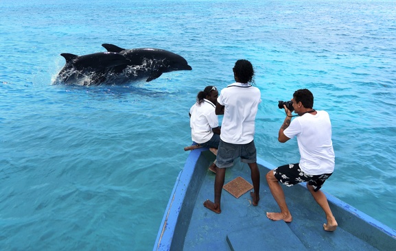 Cocoon Maldives Дельфины На Мальдивах