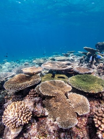Eri Maldives (Ex. Eriyadu Island Resort)