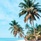 Bliss Dhigurah