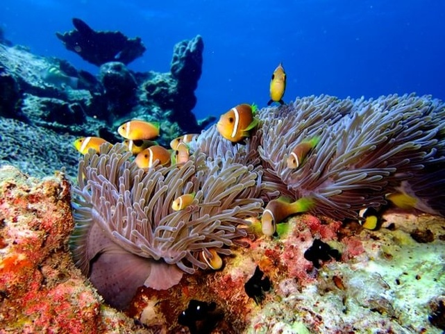 Eri Maldives (Ex. Eriyadu Island Resort)