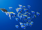 Avani+ Fares Maldives