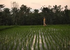 Alaya Resort Ubud
