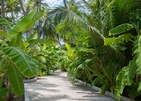 Malahini Kuda Bandos