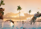 Joy Island By The Cocoon Collection
