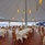 Safari Island Resort & Spa