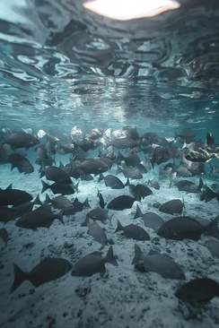 Meyyafushi Maldives