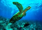 Dusit Thani Maldives Морские Черепахи