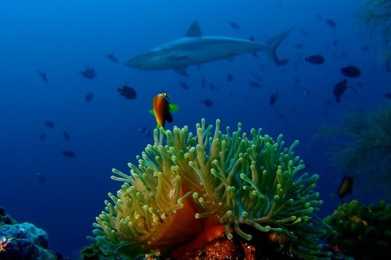 Eri Maldives (Ex. Eriyadu Island Resort)