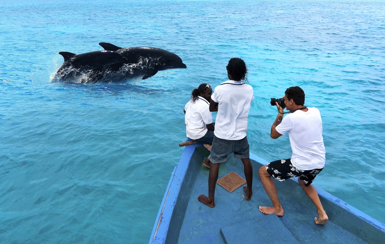 Cocoon Maldives Дельфины На Мальдивах