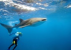 Dhigufaru Island Resort
