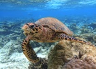 The Halcyon Private Isles Maldives, Autograph Collection (Ex.Raffles)