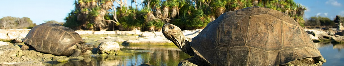 Aldabra — экзотический остров-заповедник на Сейшелах!